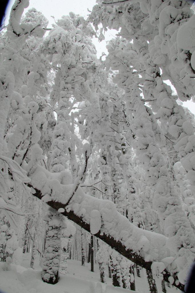 L''Eremo di Camaldoli sotto 2 metri di neve